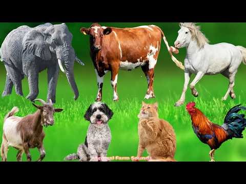 Explore Animal Sounds: Duck, Pig, Horse, Goat, Cat, Cow, Elephant, Dog, Sheep - Animal Videos