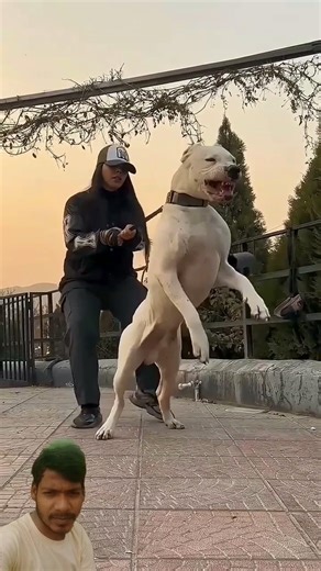 शेर की लड़ाई पिटबुल डॉग से हो जाए तो कौन |Lion fight with Pitbull dog | #pitbull #dog #kangal #anima