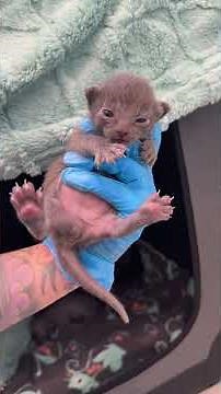 Update: Hippo the Hairless Kitten and her Furry Family