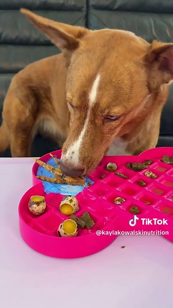 Healthy Dog Dinner ASMR | Raw Fed Dog Meal