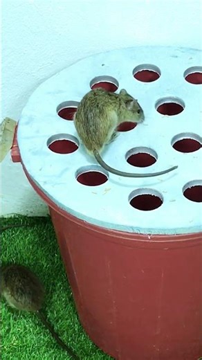 Easy mouse trap from household items that really works #diy #mousetrap #mouse 10