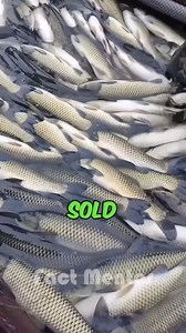 Revolutionary Fish Farming Technique: Transferring Fish with Ease #FishFarming #SustainableAgriculture #AquacultureInnovation #CleanWaterFarming | Fact Mentor
