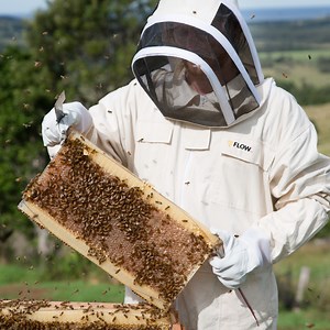 Choosing where to get your bees