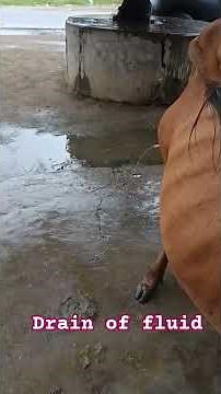 Drain of fluid from a cow?abscess treatment in cattle!