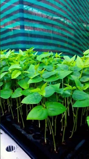 Beans in hydroponics