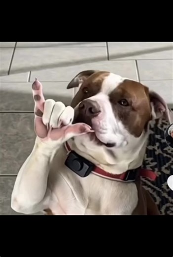 SCRAPPY (@scrappygetsit)’s videos with original sound - SCRAPPY