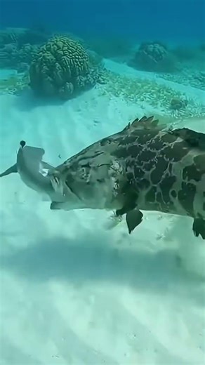 New fishing video post 📯🐟🎣 #fishing #saltwaterfix #bassfishing #fish #chileflyfishing #fish