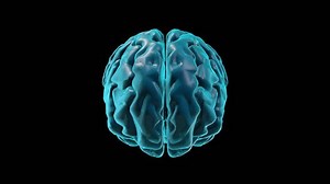 clip-1012237649-brain-habenula-human-brain-atlas