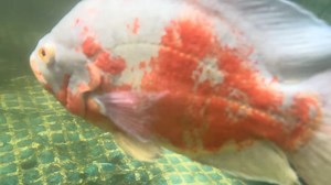 This is what happens when we buy a giant albino tiger oscar