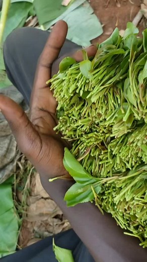 Freshly Harvested Green Leafy Plants Close-Up