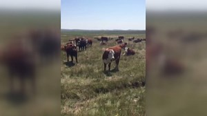 We sent our eclipse beat reporter to Wyoming. Kyle seems to be finding an audience there. | Next with Kyle Clark