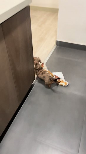 Dachshund Puppies: Adorable Moments to Cherish