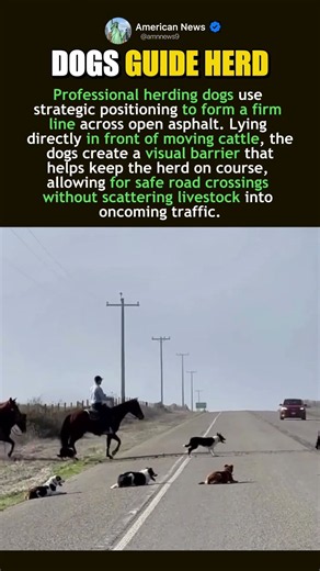 HERDING DOGS GUIDE CATTLE ACROSS ROAD