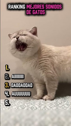 Ranking mejores sonidos de gatos 🐱