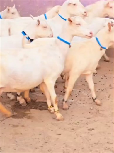 Essential Guide to Goat Farming for Beginners