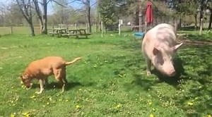 81K views · 7K reactions | Doing the "Itchy Piggy" dance, it's gonna be the next Macarena. | Esther the Wonder Pig | Facebook