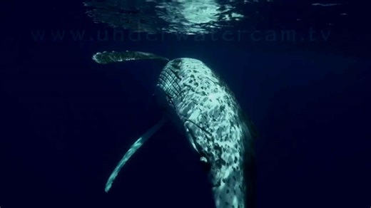 Nature TV - Moments in Eternity - humpback whales in Tahiti