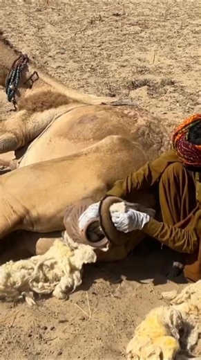 صبي على ظهر جمل في الصحراء يُخرج بعض الأشياء من كيس. #الظروف 🌵🐫