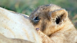 El equilibrio entre depredadores y presas vive en un verdadero equilibrio que se mantiene hace miles de años. 🌳🦁🦓#HistoriasdeGrandesFelinos | Animal Planet Latinoamérica