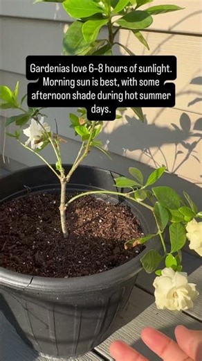 Growing Gardenias in cold zones like Ohio Zone 6B? Here’s what you need to know