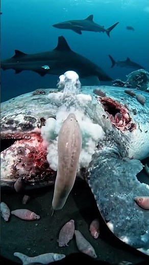 Hagfish Feeding Swarm at 1,400 Meters | Rare Deep-Sea Event Captured on Camera