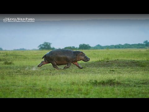 How Fast Can Hippos Run?