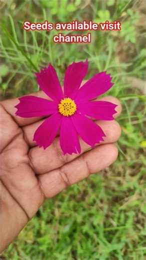 beautiful Cosmos flowers plants growing#seedsavailable #gardening #teluguterracegarden#cosmosflowers