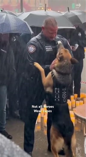 This K9’s Emotional Reaction Says Everything About Loyalty ❤️ | Police Dog Bond Moment