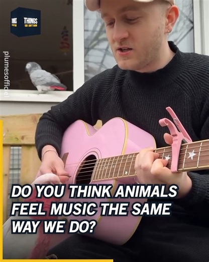 547K views · 27K reactions | Do you think animals feel music the same way we do? ❤️ instagram.com/plumesofficiel | Things You Don't Know | Facebook