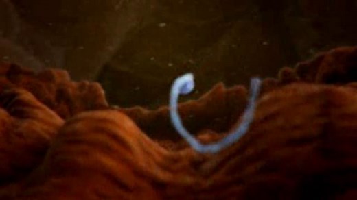 Human fertilisation - Science Video