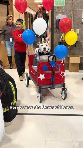 108K views · 9.1K reactions | This is Cole. He is a deaf service dog at Dr. William Mennies Elementary School. He just turned 9, and all of his students learned sign language to sing him happy birthday at a massive party. 14/10 for all (follow Cole the Deaf Dog- The Team Cole Project) | We Rate Dogs | Facebook