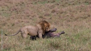 A lion eating a hippo video clip