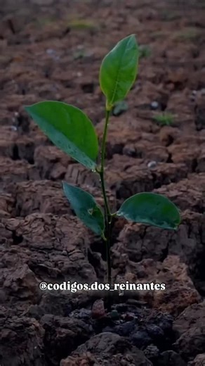 Códigos dos Reinantes on Instagram: "🔑 O CÓDIGO DA CHAVE DE ACESSO (Salmos 100:4) Este código ensina ao Reinante que a gratidão é a frequência vibracional do Reino. Enquanto a murmuração fecha portas e cria um deserto, a gratidão abre os portões dos palácios celestiais. O Reinante não espera a bênção chegar para ser grato; ele usa a gratidão para acessar a fonte da bênção. O CÓDIGO se manifesta em 3 Protocolos de Aproximação: 1. A Gratidão como Protocolo de Entrada (“Entrem por suas portas...”)