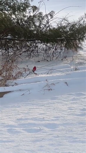 Red Cardinal In Winter ♥️