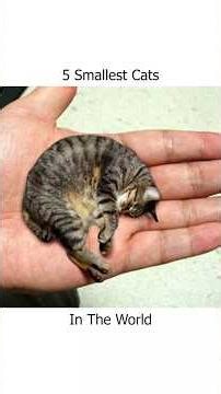 5 Smallest Cats In The World!