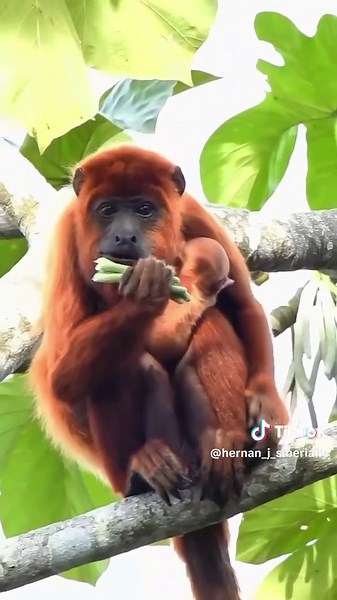 Explore the Best Beaches and Rivers in Caracas, Venezuela