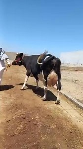 2.4K views · 130 reactions | #cow #dairyfarm #dairy_farming #modern_dairy_farming #modern_agriculture #agricultural_machines #amazing_technology #advance_technology #modern_technolog | cow tv | Facebook