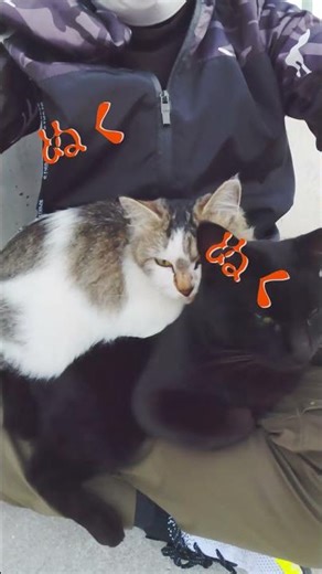 クロネコ夫妻の日常