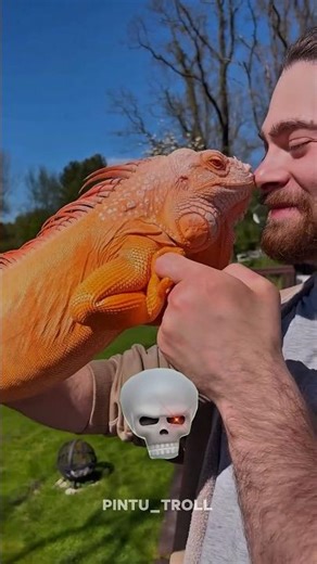 Big iguana transformation 💀