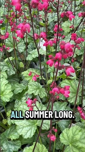 Bring Color & Hummingbirds to Your Shade Garden with ‘Paris’ Heuchera!