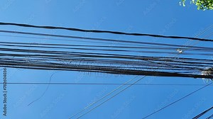 Monkey "Marmoset" walking on power lines. Monkeys in urban areas.