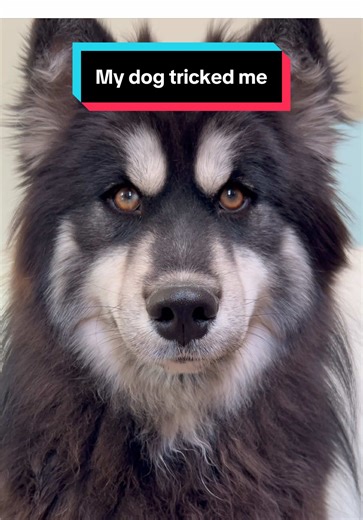 My Dog Tricked Me: A Hilarious Vet Visit Story