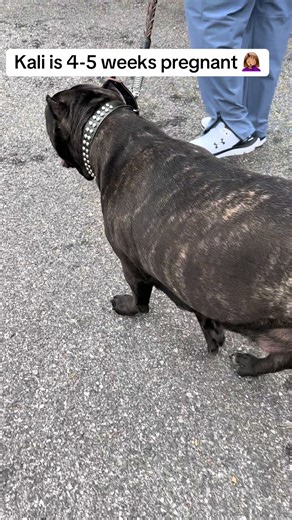 Kali, la cane corso, está embarazada de 4-5 semanas