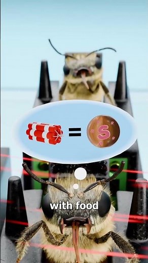 How Bees Detect Explosives With Their Tongues #BeesDetectExplosives #BeesTongue #ProboscisExtension