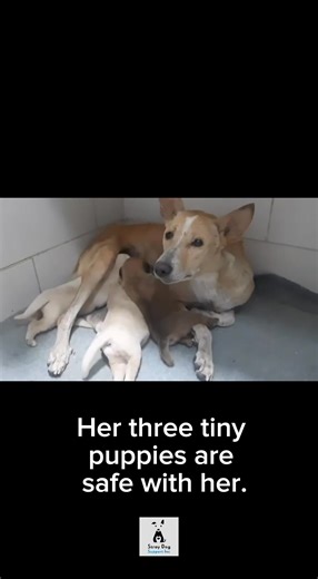 3.6K views · 320 reactions | Meet Vega ❤️ Late last week, we were...