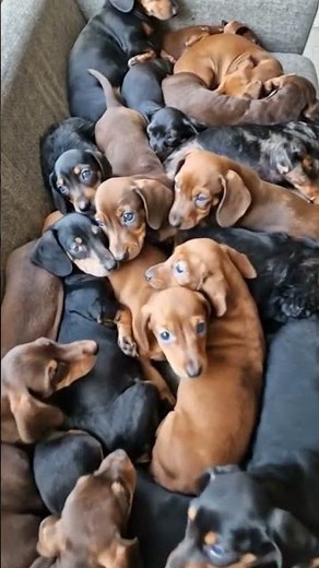 This giant puppy pile will absolutely melt you