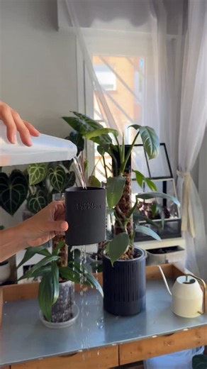 Keeping moss poles evenly moist is hard. 🙄They dry out fast. That’s why we use drippers. 💦 A controlled water flow that keeps moss poles hydrated without daily soaking or constant checks. 👇 Even better? They’re perfect for fertilizing moss poles. 😎 Sphagnum is sterile. So nutrients go straight to the moss and aerial roots. Clean and precise. Simple tool. Healthier aerial roots. Less effort. 🌿 #plantscraper #plantlover #plantcare #plantaddict #mosspole | PlantScraper