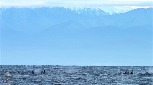 It always takes your breath away to see that many dorsal fins together 🤩 Here's a short clip from Jason of L-Pod's surprise appearance in Haro Strait on November 29th. | Orca Behavior Institute