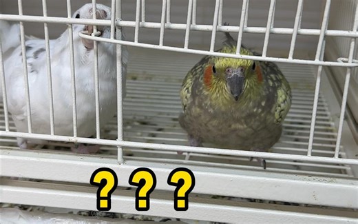 当我没有及时给他们加粮，就会。。。