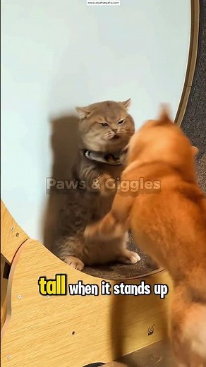 Funny Boxing Match Between a Cat and a Dog – Who Wins? 😂🐶🐱